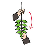 3.左手は根元を、右手は葉を支えるように持ち替え、葉が手前にくるように玉ぐしを回転させます。